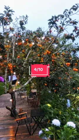 Tháng 10 và bài nhạc thật hay của Nguyên Hà#tiemcaphenhacuathong #reviewcaphe #chill #muahongdalat 