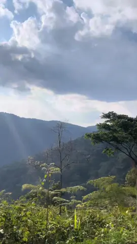 When is the best time to go gorilla trekking? 🦍🌿 Both Uganda and Rwanda offer gorilla trekking year-round, but the dry seasons — December to February and June to September — are the best times to visit. Trails are easier to navigate, and your chances of a comfortable trek are much higher. ✨ At Twaha Travels Ltd, we make your dream of meeting these gentle giants come true. From securing your permits to crafting a personalized itinerary, we handle everything so all you do is enjoy the adventure. 💚 📲 WhatsApp: +256781881327 📧 Email: info@travelwithtwaha.com #TravelWithTwaha #GorillaTrekking #UgandaSafari #RwandaSafari #ExploreUganda          