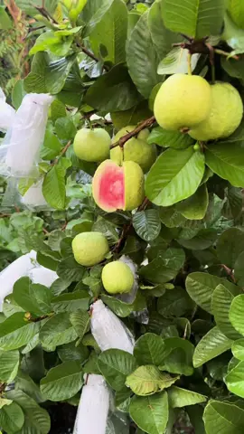 Ổi Ruby ruột đỏ 🥴#anhnongdan #71bentre_xinchao🌴 #mientayquetoi🌴🌴🌴🌴🌴 