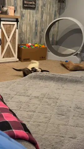 I love when they go wild 😂#foryou #fyp #ferrets 
