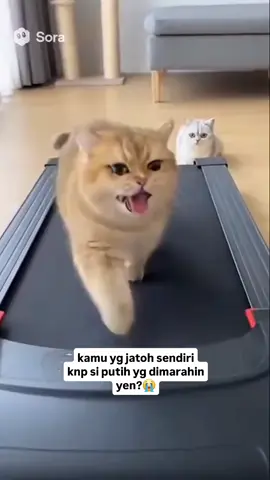 kelakuan siapa nih biasanya 😁#fyp #foryoupage #kucingoren 