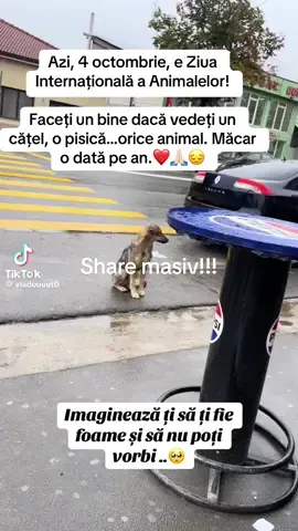 Ziua Internațională a Animalelor#cat #dog