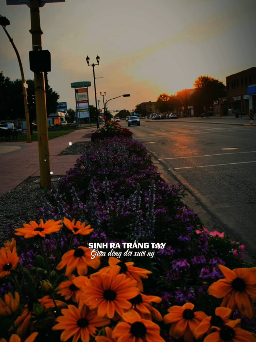 Ta Mang Nợ Đời: #capcut #capcutpioneer #pioneertemplate #capcutgenai #tramblues 