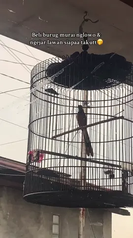 Siapkan oskadon dan bodrekk🤭#murai #muraibatuindonesia #muraibatu #muraibatunglowo #muraibatumania 