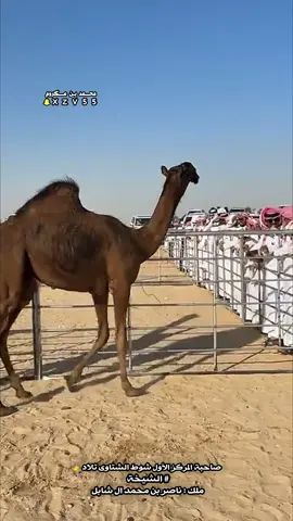 #محمد_بن_عكروم #المجاهيم #جزيلات_العطا #الصياهد #الظفره 