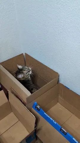 kitty-ercise! 🐱 #catsoftiktok #willworkfortreats #cute #Fitness 