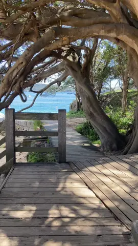 Newly found fave beach in Sydney! #sydneyaustralia #beach #sydneybeaches #campcovebeach #travel 