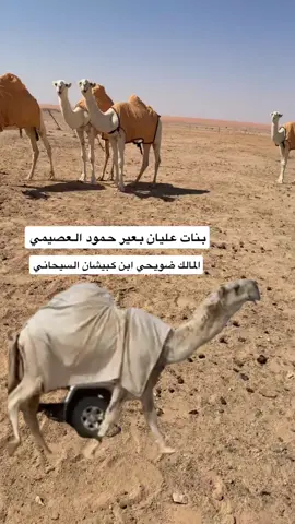 #حرش_العراقيب #اكسبلور #بداوه 