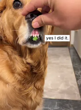 Golden Retrievers need a lawyer##fouryou #usa_tiktok #funnyvideo #dogsoftiktok #dog #videos #pet 