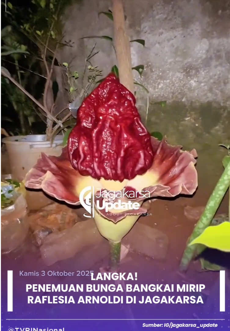 Sepucuk bunga bangkai suweg tumbuh di halaman rumah bapak Asmat di RT 03 RW 09 Kelurahan Srengseng Sawah . Tumbuhnya bunga langka itu pun menarik perhatian warga. Mulanya bapak Asmat sudah mengetahui keberadaan bunga itu sejak 2 hari yang lalu , namun kondisinya masih kuncup . Barulah hari ini ( Jum'at 3 Okt 2025 ) bunga tersebut mekar sempurna dan mengeluarkan bau menyengat . Pemilik rumah bercerita bahwa ini kejadian ke 2 kalinya , sebelumnya sekitar tahun 2011 pernah juga terjadi kejadian serupa. #TVRI #TVRINasional #MediaPemersatuBangsa