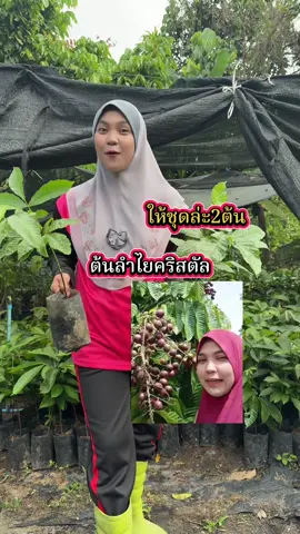#ต้นลำไยคริสตัล 