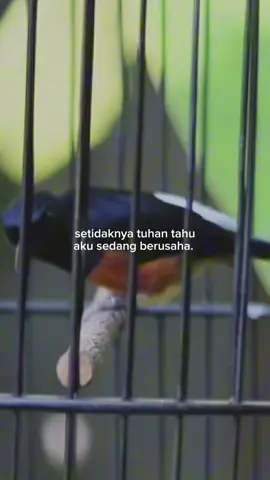 Balak Super istimewa 😍✊ #muraibatuindonesia #kicaumaniaindonesia #murailomba #kicaumanianusantara #muraibatumania 