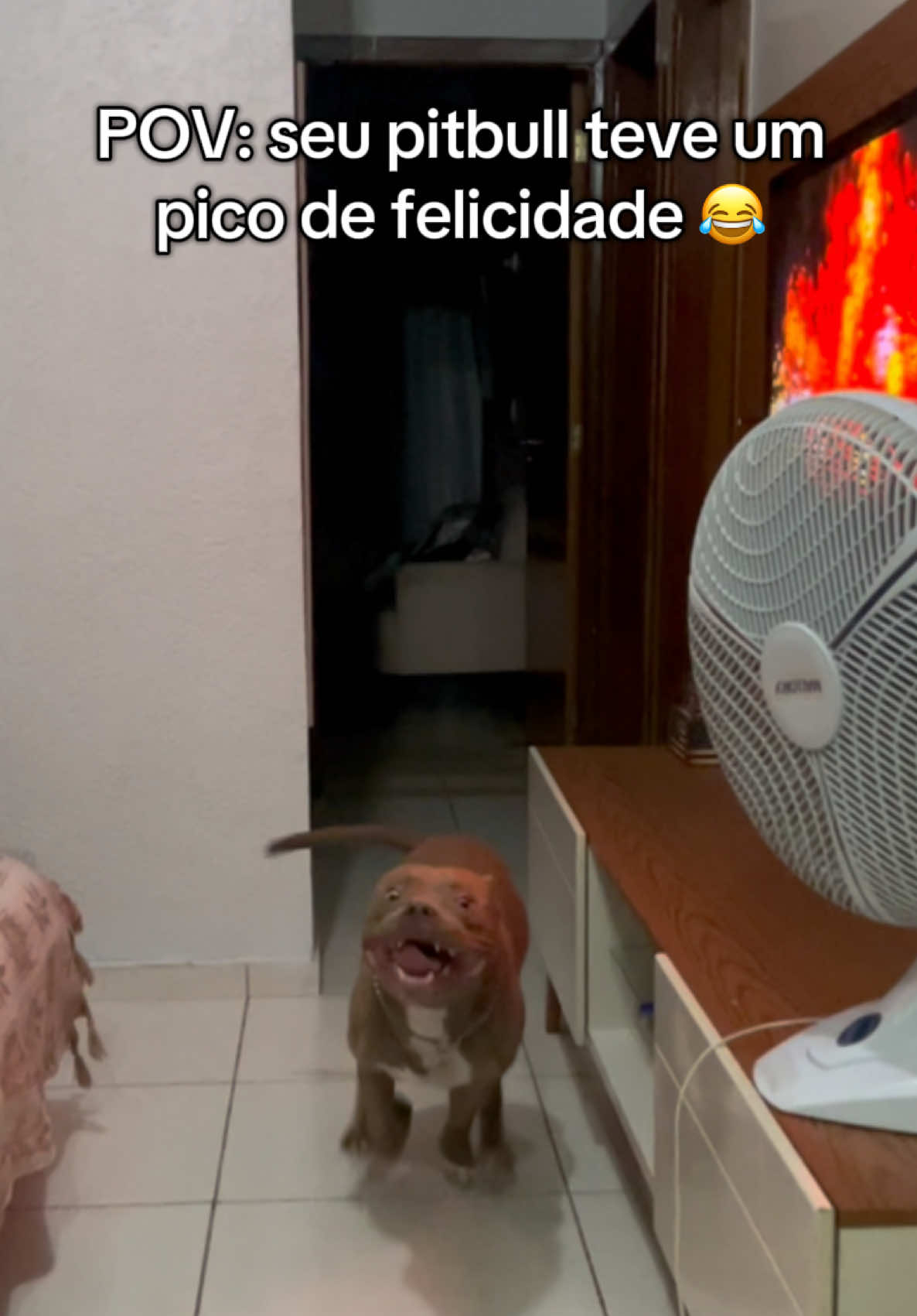 Aquele pico de felicidade que faz estrago kkkk 😂 #pitbull #pitbulls #viral #meme #meme 