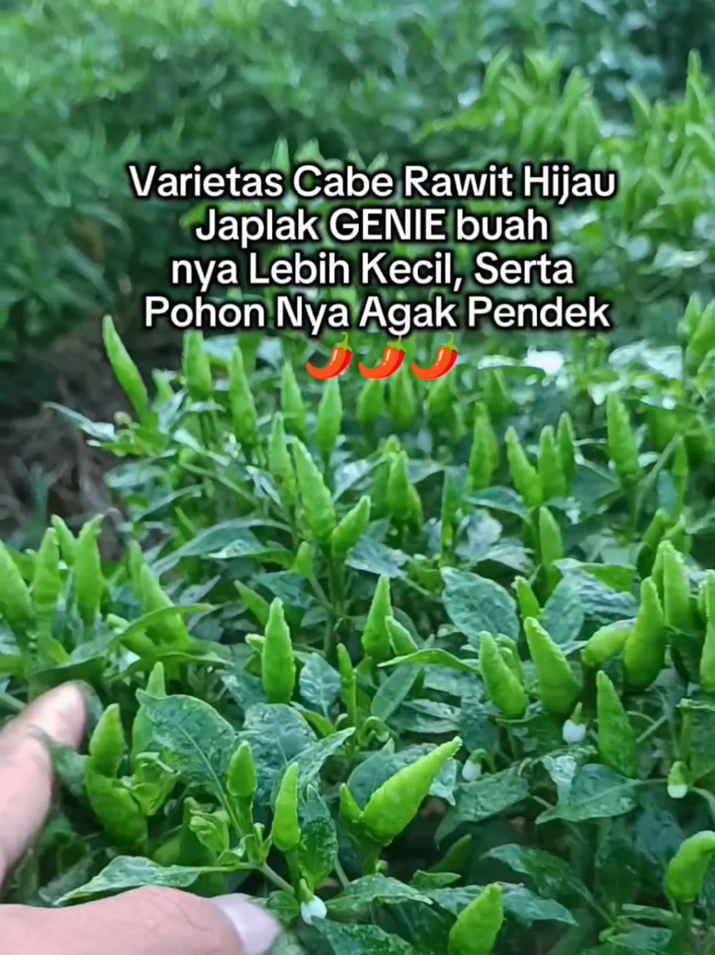 Cabai Rawit Bintang Asia Varietas GENIE, buah nya lebih kecil daripada varietas pelita 8f1 yang cap panah merah, namun soal ketahanan di musim hujan GENIE ini juaranya menurut pengalaman pribadi saya 🙋🌶🌶 #petaniindonesia🇮🇩🇮🇩🇮🇩🌿🌿 #petanimuda #petanicabai #petanisukses #petanitiktok @petanilokal @petanicabe43 