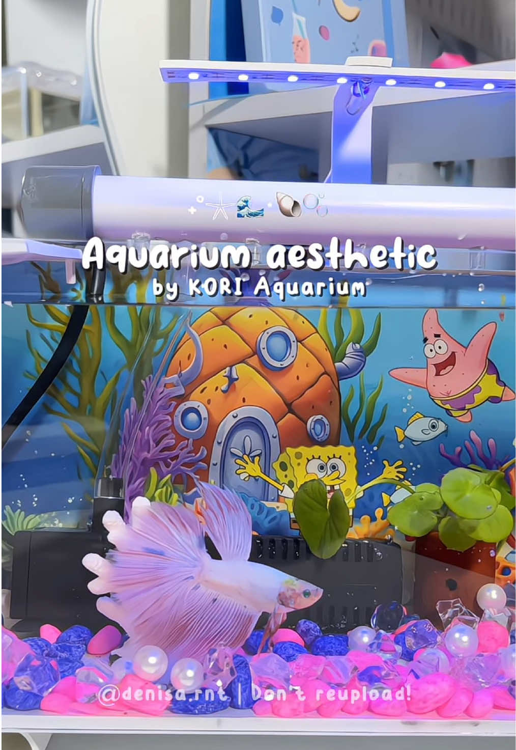 aquarium aesthetic by KORI aquarium 🫧✨ yeeyy cupang pinkku dah pindah rumah hehe, kalo segini dah oke belum? 🥲 #aquarium #aquariumfish #aquariumaesthetic #cupang #cupanghiasindonesia 