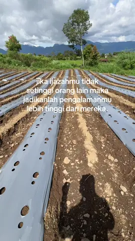 Aduh bahaya”😁🔥#petanimuda #lahan #cabe #fy #petanimilenial 