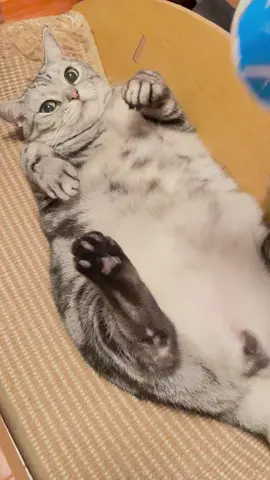 日式打年糕的秘诀 #cat #cutecat #fyp #chinese #catlover 