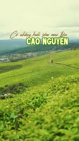 Từ đồi chè Cầu Đất, Đà Lạt đến ly trà ÔLong đậm vị khó quên! 🌱 #OLongChau #DacSanOLongDaLat