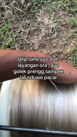 🗿#layangan #fyp #pegontulungagung #pegon #pegonceper 