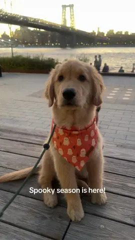 Can’t wait to dress up for my first Halloween!! 👻🎃 #goldenretriever #dog #newyork #halloween #costume 