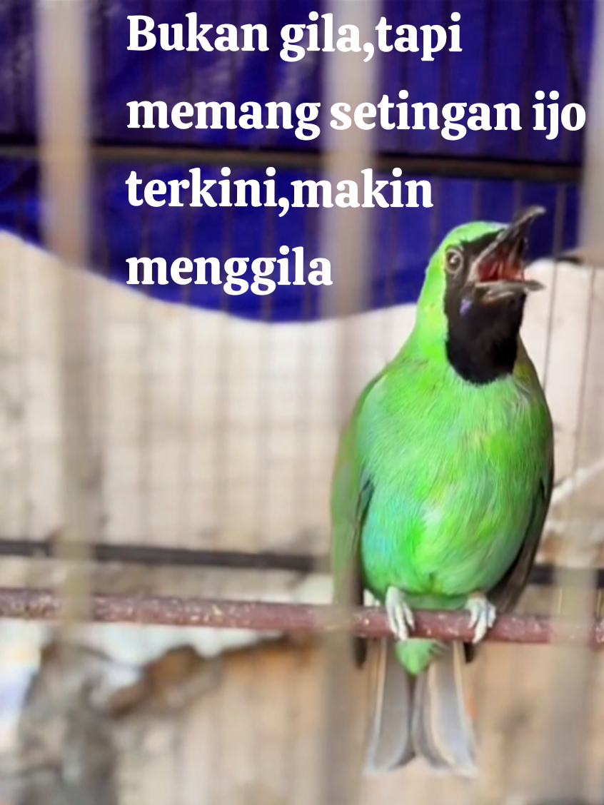 setingan gaya baru yg semakin menggila,dg tujuan burung makin tenang saat berkicau.. #cucakijomania #cucakijo #affiliatemarketing #cucakijobanyuwangi ##fyp