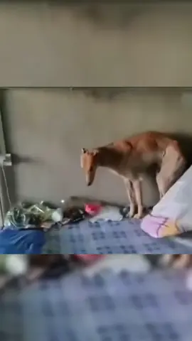 dậy thôi , bị phát hiện rồi 😌#fyp #funny #haihuoc #viral #xuhuong 