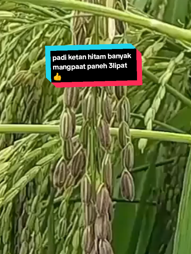 #benihpadi #ketanhitam #petani  #petaniindonesia🇮🇩🇮🇩🇮🇩🌿🌿 