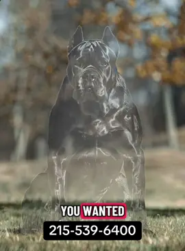 Don’t let your dream dog disappear! Cal Ultimate Puppies! 215-539-6400 #canecorso #puppy #kangal #viralvideo 