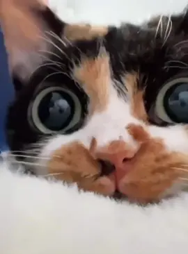 The cat that broke into the camera #cat #funnyvideo #fyp #funnycat #catoftiktok #funnytiktok #happy 