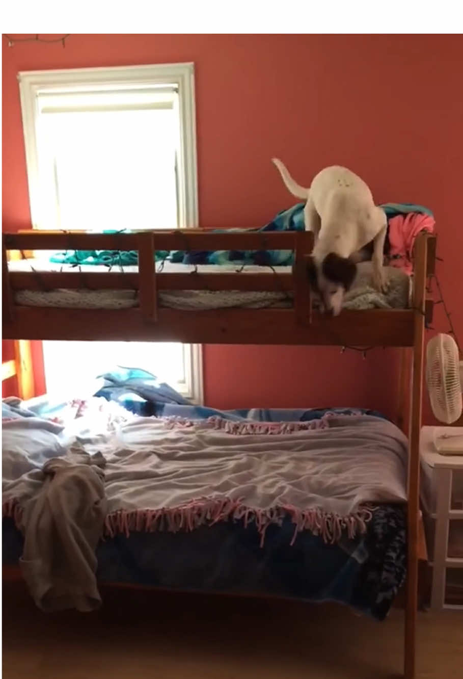 My dog is crazy #funny #fyp #dog #funnydog #funnyvideos #doglover #foryoupage #usa 