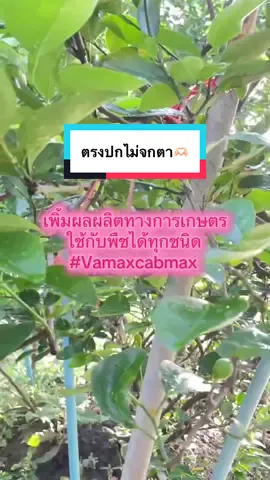Vamax Cabmax สั่งเลย ส่งฟรี #vamaxcabmax #cabmax #ใช้กับพืชทุกชนิด #สินค้าขายดี #tiktokshop 