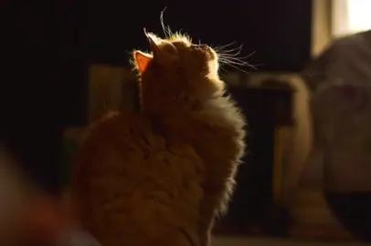 сериал - сова #песня #song #переводпесни #текстпесни #сова 
