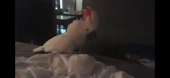 Suzie bird is in one of his moods again.  @Will Burkart . #aboynamedsue #cardib #moluccancockatoo #moluccancockatoosoftiktok #suziebird 