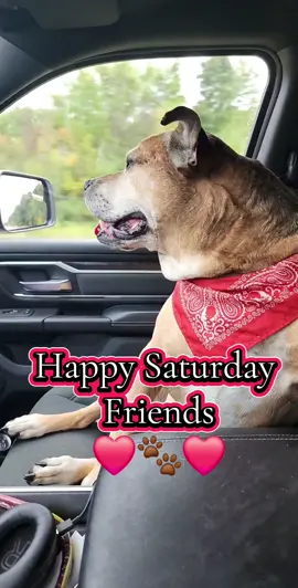Happy Saturday to all our amazing & wonderful friends❤️🐾❤️#pittielove #protectivemommabear #pittiesoftiktok #dogsoftiktok #bestiesforever #Puremichigan #lovemydogs 