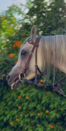#حصان_عربي_أصيل #خيل_وخياله🐎 #explore 