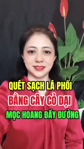 BẤT NGỜ ! QUÉT SẠCH LÁ PHỔI NHỜ CÂY CỎ DẠI MỌC NGOÀI ĐƯỜNG! #suckhoechomoinguoi #xuhuongtiktok #xuhuong #suckhoe #nguyenhuesuckhoe !