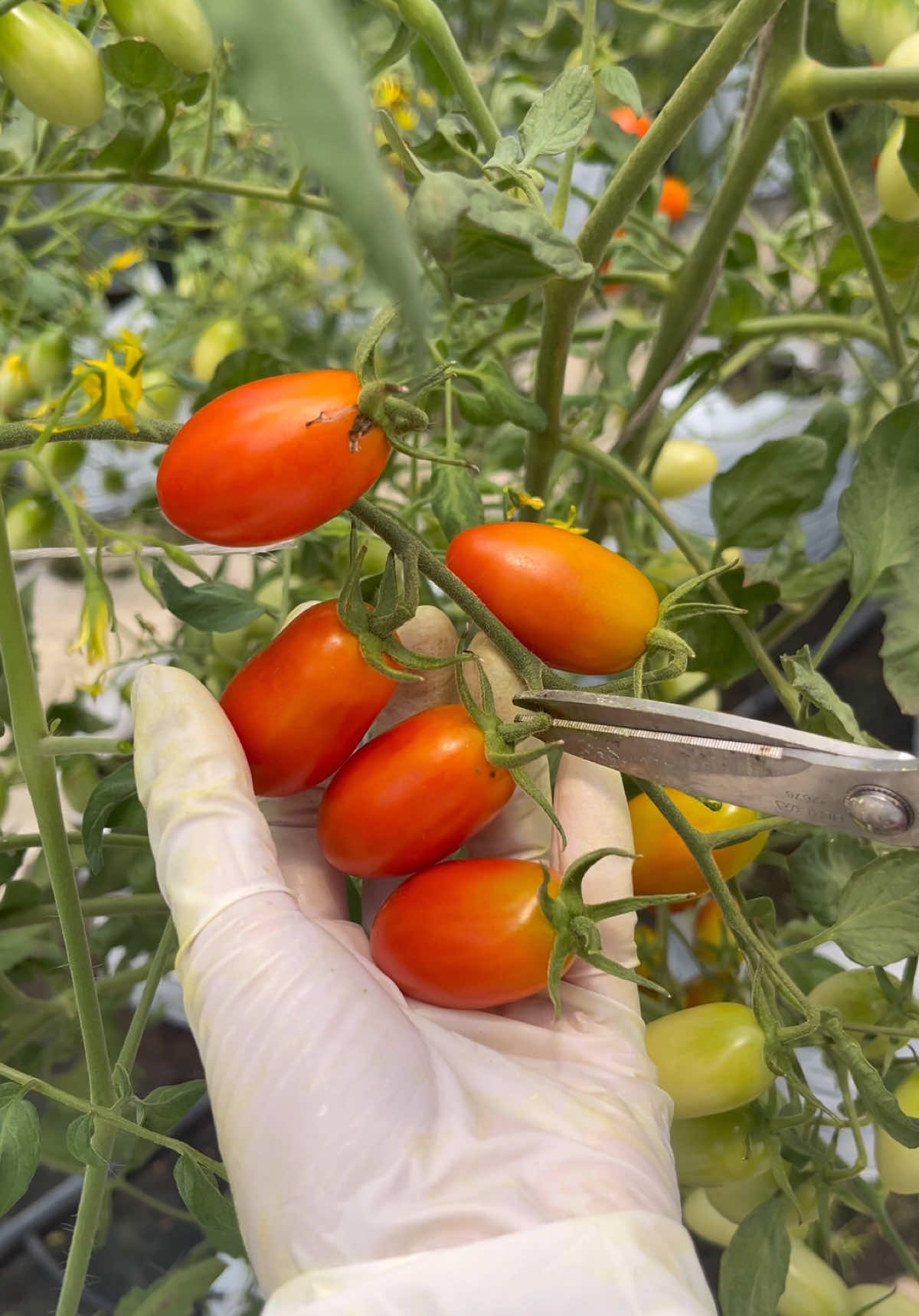 มะเขือเทศเชอร์รี่ 🍅🍅🍅 หวานอมเปรี้ยว กรอบ อร่อย #มะเขือเทศ #tomato #สวนมะเขือเทศ #สวนผักข้างบ้าน #มะเขือเทศเชอรี่ 