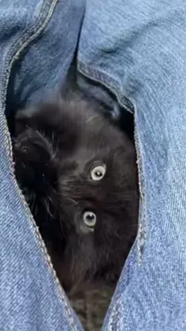 Time for a cat tree! #kittens #catsoftiktok 