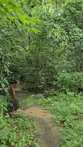 Caminando sobre senderos de riachuelos de agua cristalina y rodiado de bosque realmente hermoso lugar lleno de naturaleza Caserío los Caimitos Jocoro Morazán El Salvador #Naturaleza #cenderismo #paisajes 