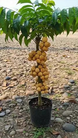 bibit duku tanpa biji / bibit duku / bibit dukuh palembang / bibit buah duku cangkokan siap berbuah / bibit dukuh cangkokan / bibit dukuh cepat berbuah /bibit duku cangkokan berbuah / bibit duku cangkokan / bibit duku palembang unggul / bibit duku cangkokan siap berbuah / bibit dukuh lokong thailand #bibit #benih #bibitduku #tanaman #berkebun 