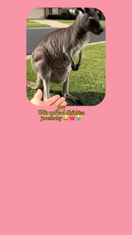 #likesar😂❤️#foryou #funny videos😂 #somalitiktok🇸🇴🦋 