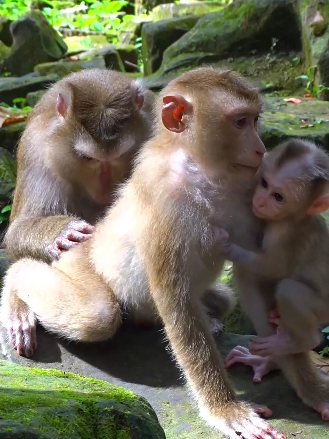 #046 #animal #animallover #animalsurvival #animals #animalsworld#monkey #monkeys #monkeybaby