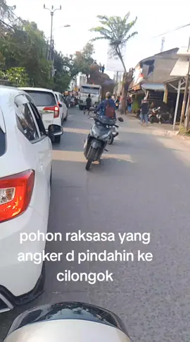 #fyp pohon raksasa #cilongokpasarkemis 