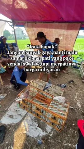 Inget cak bapak #merpatikolong #lapakmerpati #merpatikolongbebas #lapakkolongmerpati#merpatikolong 