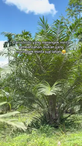 Jangan sampai lahannya kejual karena pengen mobil, stop dulu ya. Nanti kalau lahan udah luas pasti kebeli mobilnya #fyp #foryou #ladangsawit🌴 