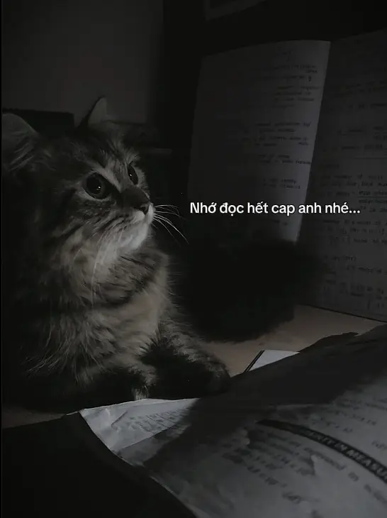 Em thật sự rất yêu anh, yêu hơn cả bản thân em, những thứ tốt đẹp nhất em đều dành cho anh, em không giữ cho bản thân mình một thứ gì cả.Em có thể bên anh lúc chưa có gì nhưng em mong sau này người anh yêu vẫn là em. Em biết em chưa lớn, em đang còn rất trẻ con hay dỗi anh vô cớ. Vô số lần nói lời tổn thương đến anh. Em hiểu anh hơn bất kì ai khác, em cũng thương anh hơn bao người. Đôi lúc em hay chửi bới anh, khuyên nhủ anh muốn tốt cho anh hơn thôi.Nhiều lúc em vẫn có suy nghĩ có nên từ bỏ mqh này kh, nhưng khi nhìn anh phải vật lộn với thế giới ngoài kia em lại không lỡ bỏ anh một mình.Anh không phải là người đầu tiên em yêu, nhưng có lẽ anh là người em yêu nhất. Nhiều lúc anh làm em tổn thương nhiều lắm anh biết kh, anh vô tâm đến mức anh biết em khóc anh vẫn kh quan tâm em. Anh biết lúc đó em cần gì kh,em chỉ cần anh nghe lời em một chút hoi cũng được, em chỉ cần anh lắng nghe em. Em cảm thấy càng yêu nhau lâu anh lại càng kh qtam trong mqh này. Em biết ngoài kia anh sống cũng dễ dàng gì, nhưng kể cả cô gái bên anh hằng ngày an ủi anh, luôn lắng nge anh, luôn tin anh tuy kh biết nói sao nữa.Nhiều lần anh làm em tổn thương nhưng em vẫn chỉ nản chí, em vẫn muốn cố gắng cho mqh mình tốt hơn, mqh mà bao người mong muốn. Nhưng mà anh ơi, kh phải em thương anh nhiều như vây mà anh kh trân trọng em, em cũng mún được anh thương mà, anh có thể nghe lời em một chút được không, một chút hoi cũng được, quá khứ em tệ lắm gòi em không mún anh là quá khứ của em nữa, em mún anh là tương lai của em, là người em yêu nhất. Nếu anh thương em thì anh đừng đối xử với em như thế nữa được không. Em cần anh, không phải không coá anh thì em không sống được nhưng em thích cuộc đời em chỉ có anh, chỉ có anh thôi không mún ai khác nữa. Em thương anh nhiều lắm, nên cho dù anh mệt hay bị gì thì anh cũng phải nói với em nhé. Người ta không lắng nghe anh, em lắng nghe anh. Người ta không yêu anh, nhưng em yêu anh. Người ta không xem anh là gì nhưng em xem anh là tất cả.Em mong rằng anh sẽ hiểu cho em. Em yêu chànggggg traiii củaaa emmm rấttt nhìuuu...💕 #tâm_trạng_buồn #sadstory #chillmotchut #xh 