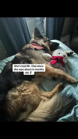 #dog #Home 