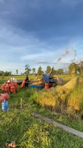 เกี่ยวข้าวแล้ว🌾#เพลงเพราะ #วิวบ้านนอก🍃🤍 #สะหวันนะเขต🇱🇦🍃💛 