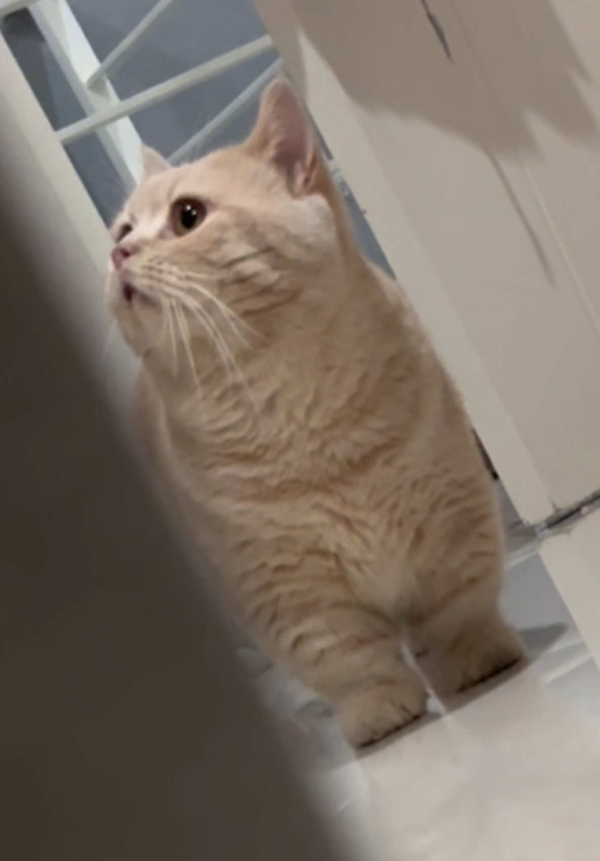 dari olex kecil kita sering main petak umpet🥰😽 waktu tinggal diapart gantian yg ngumpet😭🤣 so funnnn🥹😽