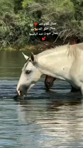 #جمال_الطبيعة🌴🌺 #Qauran💝 #القرآن_الكريم🌺🤲 #الشيخ_عبد_الباسط_عبد_الصمد #تلاوات_خاشعة🌻 @Golden Throat|الحنجرة الذهبية 